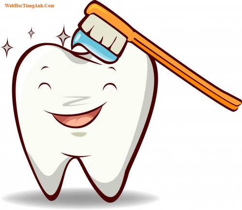 Teeth - răng (số ít: tooth)